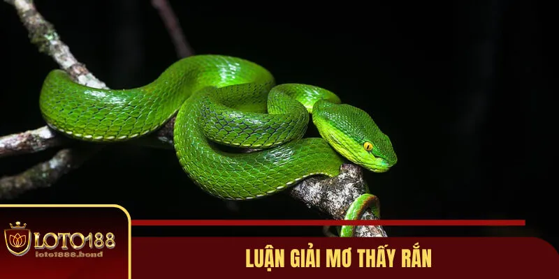 Mơ Thấy Rắn Đánh Con Gì? Gợi Ý Lô Đề Dễ Nổ Từ Chuyên Gia 2 Giải mã chiêm bao tổng quan về giấc mơ thấy rắn