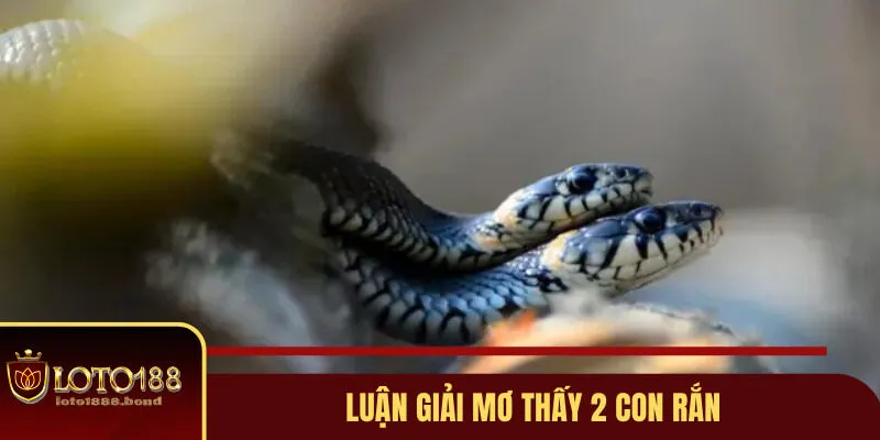 Mơ Thấy Rắn Đánh Con Gì? Gợi Ý Lô Đề Dễ Nổ Từ Chuyên Gia 4 Mơ thấy rắn đánh con gì nếu có tới 2 con rắn