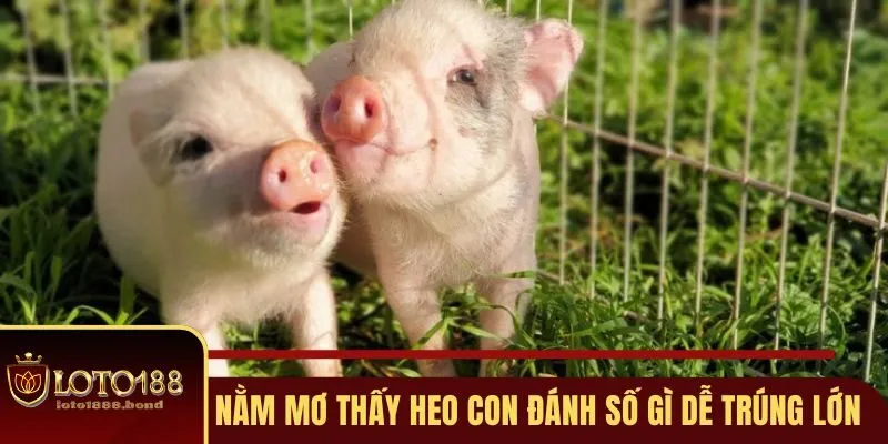 Nằm Mơ Thấy Heo Con Đánh Số Gì - Giải Mã Giấc Mộng Tài Lộc 4 Lưu ý nằm mơ thấy heo con đánh số gì để trúng lớn