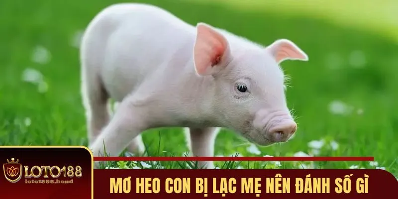 Nằm Mơ Thấy Heo Con Đánh Số Gì - Giải Mã Giấc Mộng Tài Lộc 3 Nằm mơ thấy heo con đánh số gì khi bị lạc mẹ